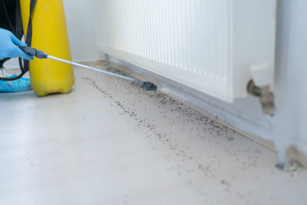 Best Insect Control  in Hokes Bluff, AL